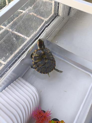 Аквариумы: Красноухая черепаха (Trachemys scripta elegans) с комплектом — 5