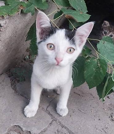 black cat: Отдам котят даром в добрые руки. Котята от уличной кошки, принесла их — 3