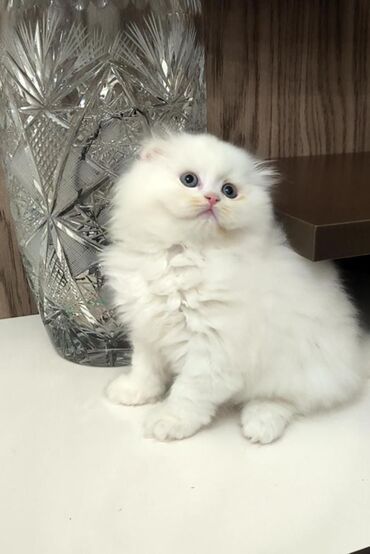 Pişiklər: 200 manatdan başdıyan qiymətlər 1000 manata kimi. Qiymət pişiyin — 17