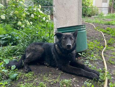 в связи с переездом отдам попугая жако в добрые руки: Ит бекер берилет: 6 айлык, Эркек, Эмделген