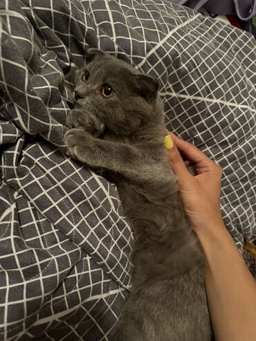 Sifarişlə bağ mebeli: Bu yaraşıqlı oğlanın adı Leo’dur 🥰artıg 5 aylıqdır, ev şeraitinde
