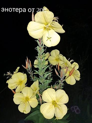 Другие виды семян и саженцев: Все растения что на фото, есть в наличии — 14