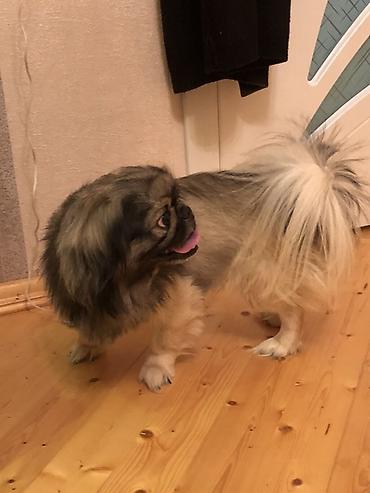 norka heyvan: Pekines, 3 il, Erkək, Sənədli, Ünvandan götürmə — 2