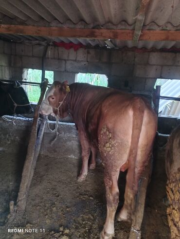 Коровы, быки: Продаю быков и карову токмок обр