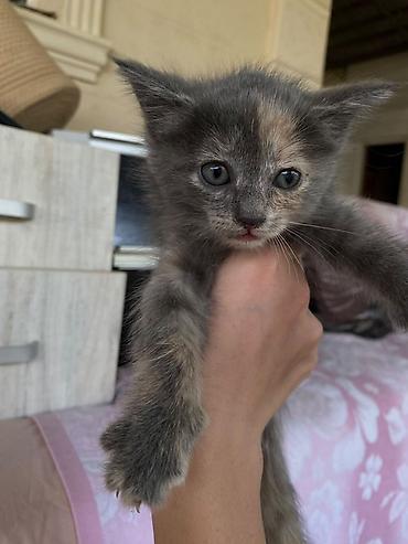 Мышыктар сатылат: Котята в добрые руки трёхцветные и черепаховые - Помёт из нескольких — 7