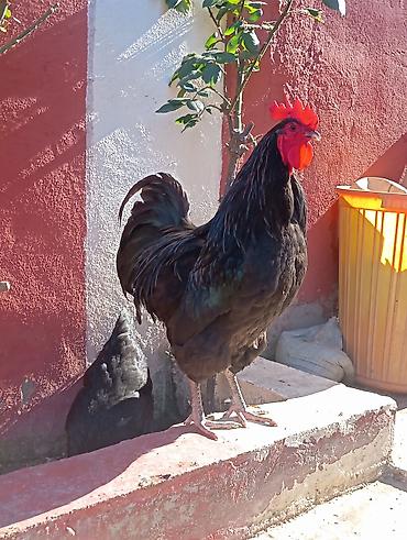 K/t heyvanları və malları: Toyuq, Australorp, Yumurtalıq — 7