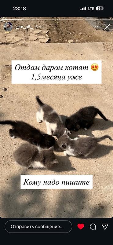 котята пародистые: Отдаются даром котята, возраст — 1,5 месяца. Описание: - Окрас — 1