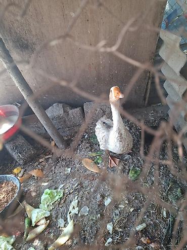 qaz quş: Qazlar satılır – 2 baş (ağ və boz rəngli) - Növ: ev qızı (qaz) - — 7