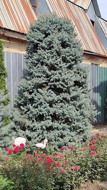 Ель голубая (еловая голубая/колючая, Picea pungens) крупномер для