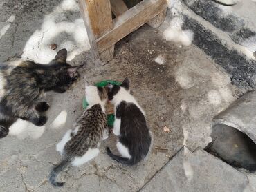куда отдать собаку бесплатно: Отдадим котят в заботливые руки. Приучены к улице и туалету.Кушают все