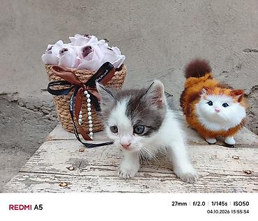 Продажа кошек: Котята — домашние любимцы - Породы: домашние короткошёрстные. Окрас — 1
