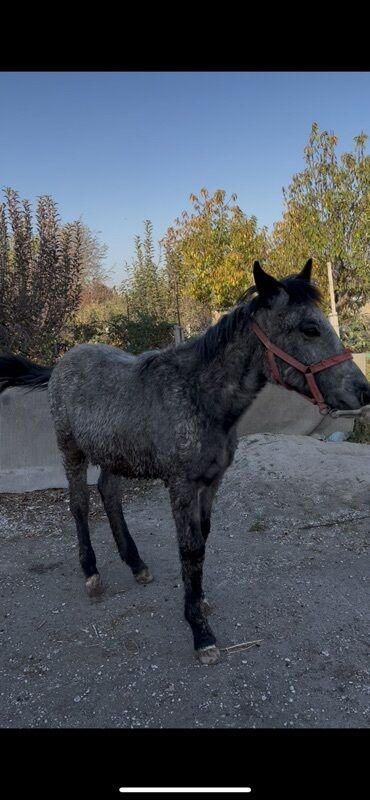 отдам котенка в добрые руки: Сатам | Тай | Көбөйтүү үчүн