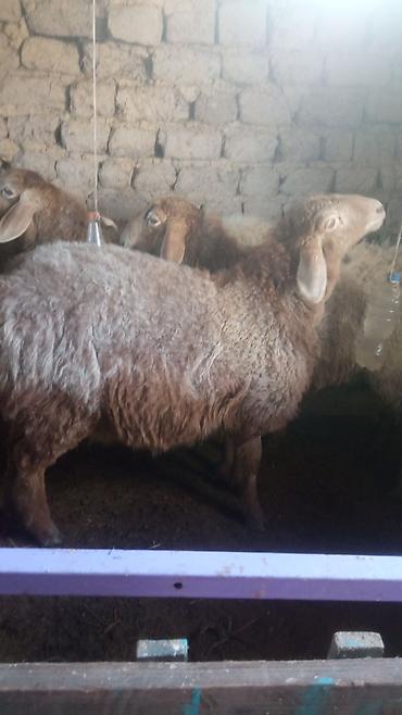 Баран, овца: Продаю | Овца (самка) | Для разведения | Матка — 7