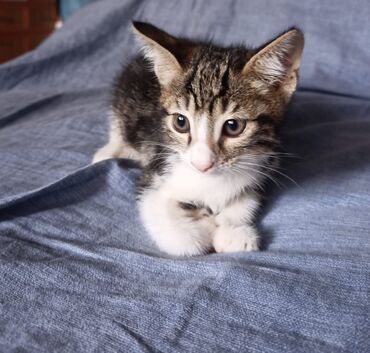 Pişiklər: Erkək, Yaxşı əllərə — 5