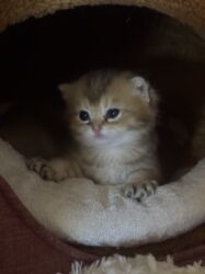 Pişiklər: Britan -da lalafo.az — 17 Pişiklər: Britan — 17