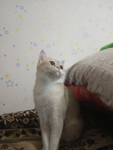 купить кошку в баку: Ev pişiyidir(sort)
kitaydan gəlmişdir