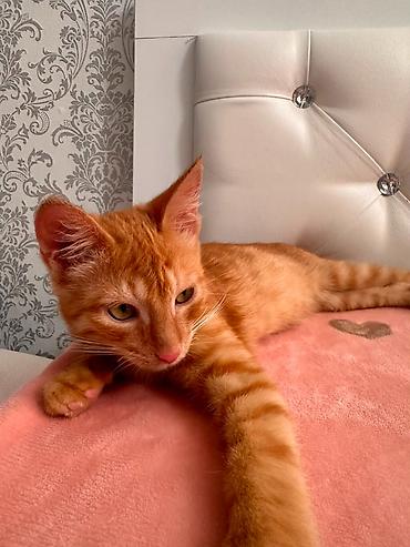 сибирская кошка цена: Отдам котёнка в добрые руки 🐱 Котику 4 месяца, мальчик. Приучен к — 3