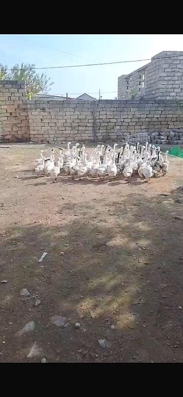 yulaf satisi: Salam 109 dənədi dişi ərkey 25 ə də var 30 35 45 50 manatada az az da — 3