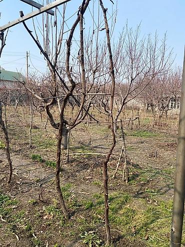 Фрукты и ягоды: Продам саженцы: винограда 3 сорта, гранат, малина — 10