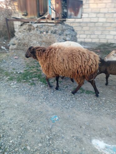 qala cinsi qoyun: Erkək, il: 1, Damazlıq, Ünvandan götürmə