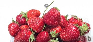 купить птиц: Кулпунай