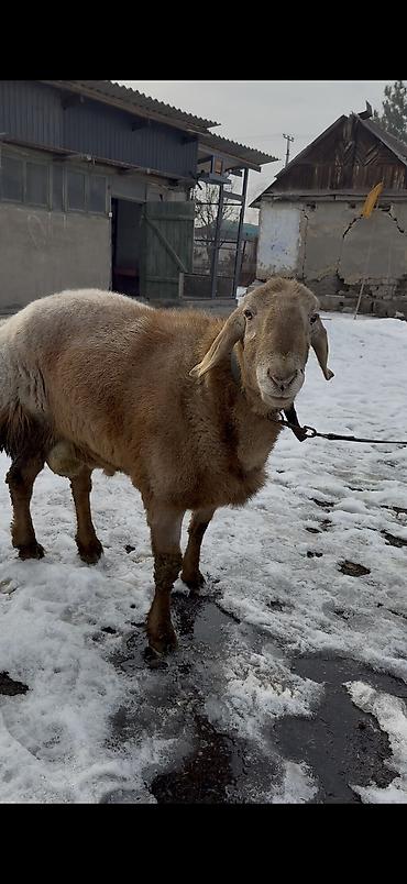 Баран, овца: Продаю | Баран (самец) | Арашан | Для разведения | Осеменитель — 8