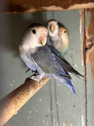 papuqay sesi: Məhsul: Sevgi quşları (Agapornis) Təsvir: - Rənglər: Ön planda — 2