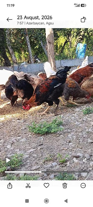 quslar haqqinda melumat: Kənd çolpası ünvan ağsu Məhsul təsviri: - Acar, qarışıq rəngli yerli — 1