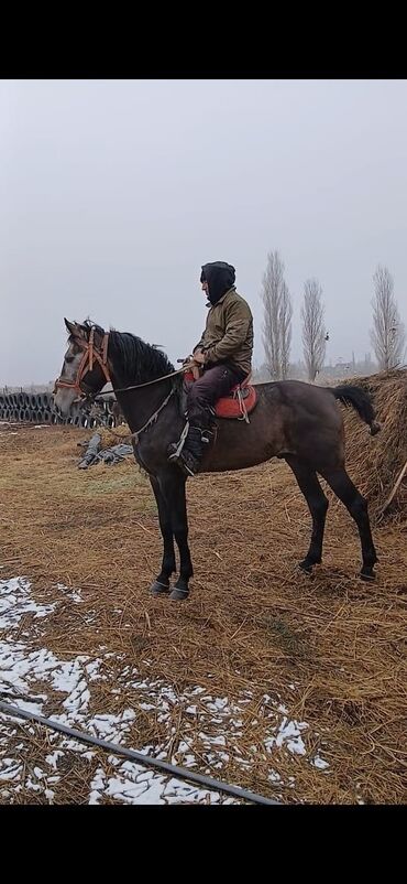 Лошади, кони: Продаю | Horse, Stallion, Foal | Half-breed, Percheron, Donchak | For breeding, Working horse, Horseback Riding | Tribal, Inseminator