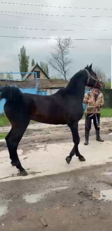 Лошади, кони: Продаю | Жеребец | Английская | Конный спорт | Племенные