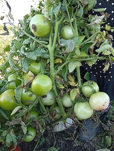 продам тыкву: Помидоры — 2