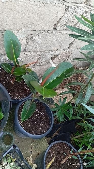 fikus gulu: Rezin bitkisi (Ficus elastica) – dekorativ ev/giriş üçün - Parlaq — 1