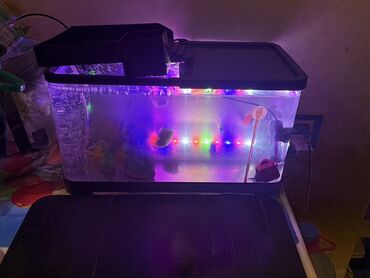 Akvariumlar: LED işıqlı akvarium seti - Şəffaf plastik gövdəli, qapaqlı akvarium - — 1