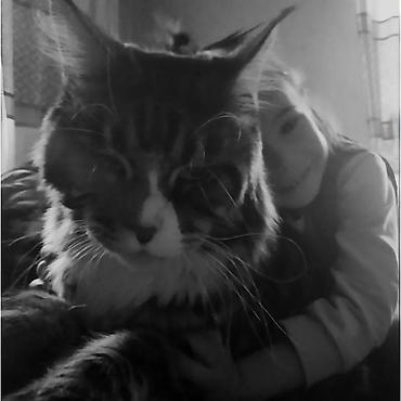 черный мейн кун: 🐾 Продаются котята мейн-кун — мальчики с характером В помёте всего 3 — 9