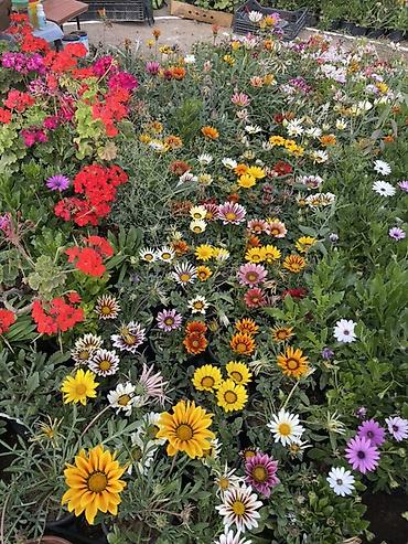 gul toxum satışı: Qırmızı sardunya, papatya və narıncı-akçaçiçək (tagetes) fidanları - — 6