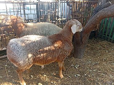 продам курей: Продаю | Баран (самец) | Гиссарская, Арашан | На забой, Для разведения | Осеменитель — 6
