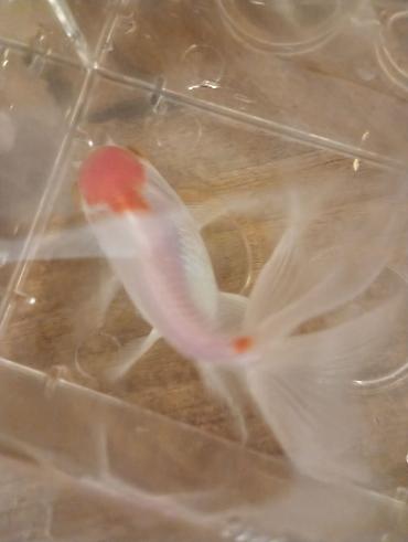 Balıqlar: Oranda, Sülhsevər — 3