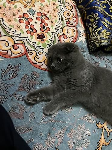 Продажа кошек: Скотиш Фолд (Шотландская вислоухая), 3 месяца, Мальчик, Голубой, С прививками — 1