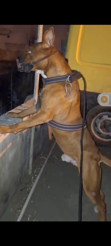 i̇tlər pekines: Pitbul, 4 il, Erkek, Sənədli, Ünvandan götürmə, Ödənişli çatdırılma