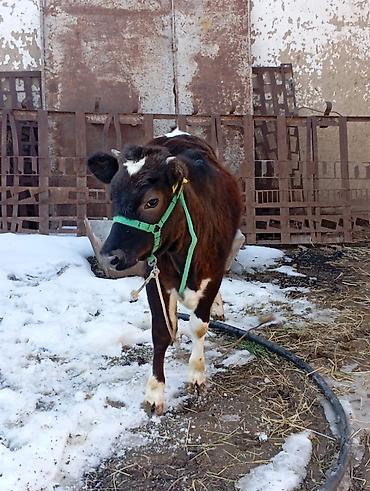Коровы, быки: Продаю | Тёлка | Для разведения | Привязанные — 1