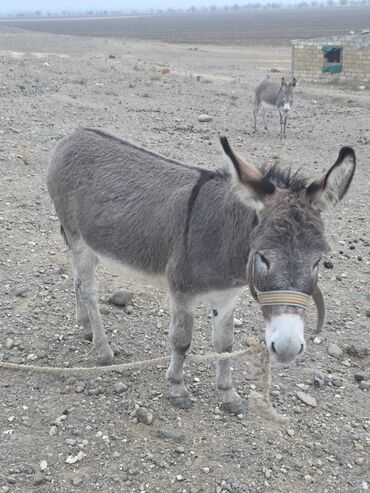 Eşşəklər: 4 erkək 2 dişi eşək satılır ən böyünün yaşı 4-dü qiyməti 550 manatdır — 8