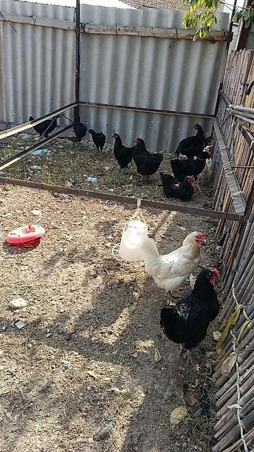 Продам с/х животных: Продаю | Цыплята | Домашняя | Для разведения — 5