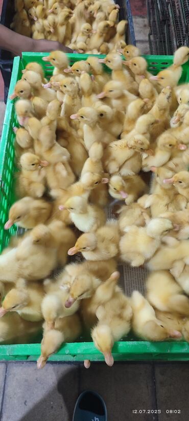 Yemlər: Dişi, | Kuban, Damazlıq, Ünvandan götürmə, Pulsuz çatdırılma, Ödənişli çatdırılma