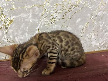 bengal pişik: Benqal, Yaxşı əllərə, Ünvandan götürmə, Pulsuz çatdırılma, Ödənişli çatdırılma — 4