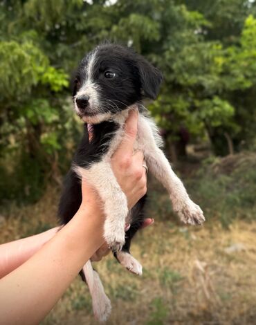 питомник охотничьих собак: 🐶Мальчишка ищет дом 🐶 Ищем дом, возраст около 2 месяцев, обработан от