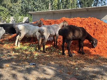 живой баран: Продаю | Баран (самец) | На забой, Для разведения — 3