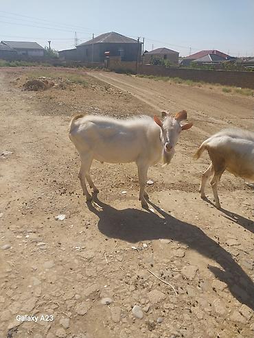 hələp kecisi: Məhsul: Ağ rəngli keçilər (2 baş) Təsvir: - Şəkillərdə görünən ağ — 7