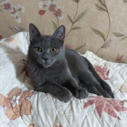 питомник кошек: 6 айлык, Эркек, Аргын