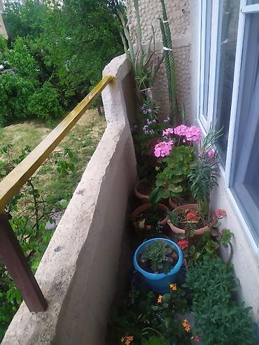 kala: Balkon üçün müxtəlif növ saksı bitkiləri və şirəli/sukkulent — 3