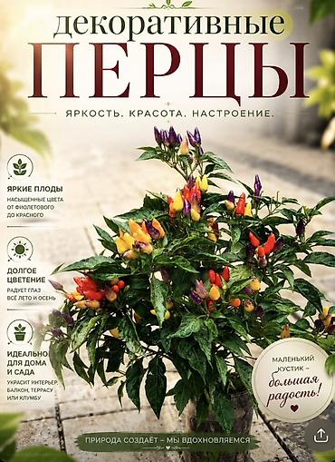 овощной: Декоративные перцы — компактный куст с множеством ярких — 1